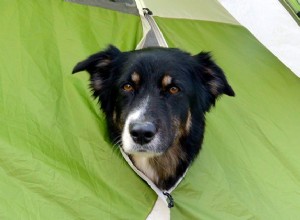 テントのある子犬：犬と一緒にキャンプするときに覚えておくべき素朴なヒント 