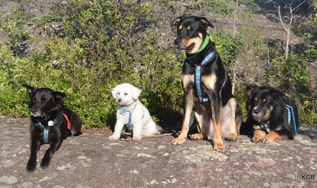 Cuccioli con tende:consigli rustici da ricordare quando si va in campeggio con i cani