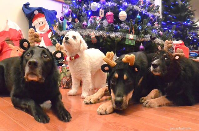 O presente dos cães peludos:ideias de presentes de Natal para humanos