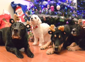 O presente dos cães peludos:ideias de presentes de Natal para humanos