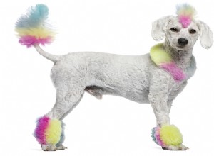 Ask The Hairy Dogfathers:It s A Groomin  Rainbow Nightmare
