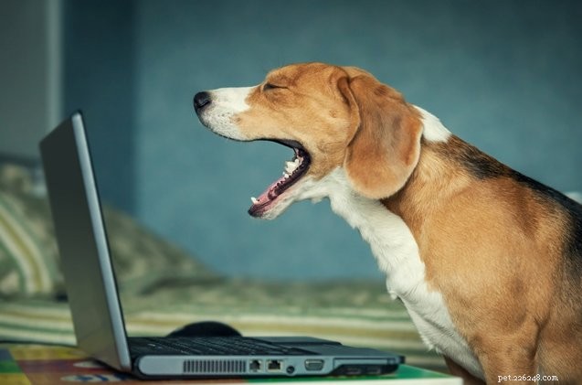 Ask The Hairy Dogfathers:Animal Overshare op Facebook
