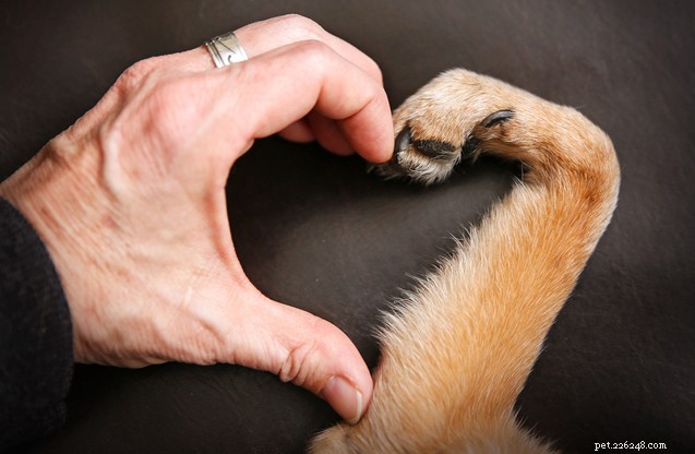 Topp 5 saker att INTE säga när en väns husdjur dör (och vad du borde säga istället)