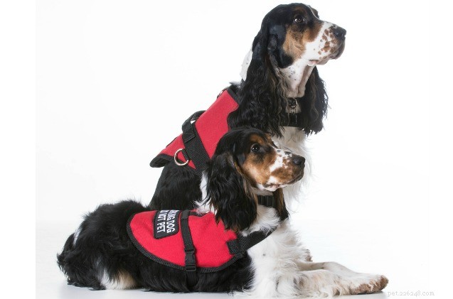 Как найти надежную программу дрессировки служебных собак