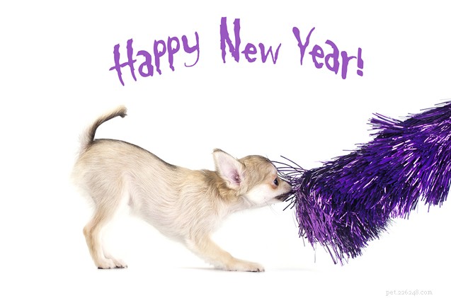 The Hairy Dogfathers：2016 New Year’s Resolutions