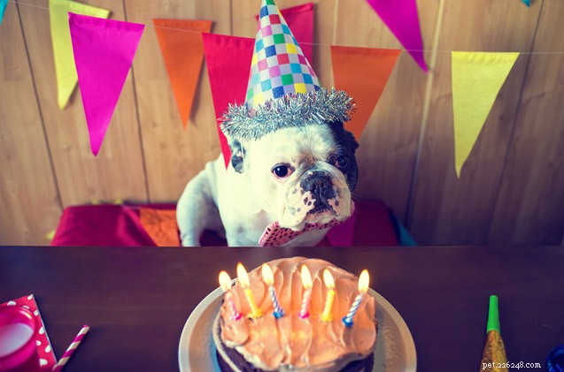 Ask The Hairy Dogfathers :Dog Birthday Blues