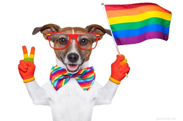 Ask The Hairy Dogfathers:Showing Off My Pooch Pride