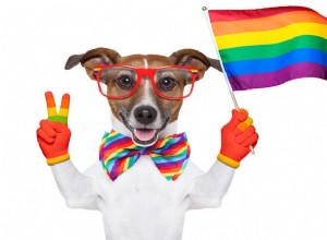 The Hairy Dogfathers：Show My Pooch Pride