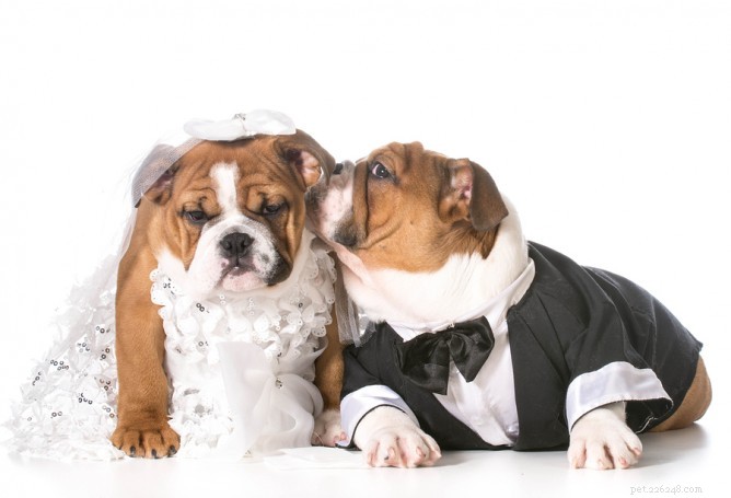 Советы по поводу настоящей любви для эффектной собачьей свадьбы