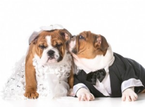素晴らしい犬の結婚式のための真の愛のヒント 