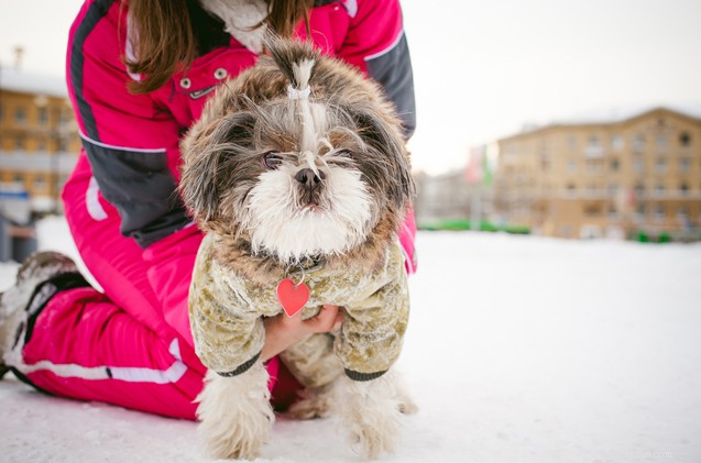 冬のSOS：犬のための寒い天候の安全のヒント 