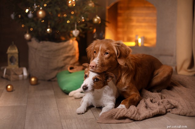 4 consigli calmanti per garantire animali senza stress durante le festività natalizie