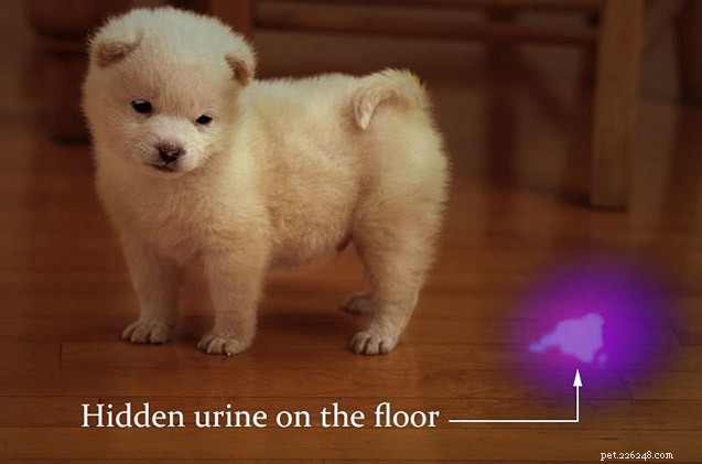 Dicas para animais de estimação da semana:encontrar manchas de urina ocultas