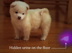 Dicas para animais de estimação da semana:encontrar manchas de urina ocultas