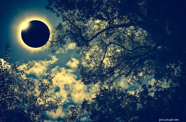 Seu animal de estimação realmente precisa de Ray-Bans para o Eclipse Solar?