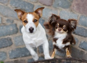 5 semplici consigli per dare uguale attenzione ai tuoi cani