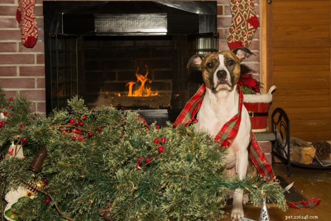 あなたの犬からあなたのクリスマスツリーを安全に保つためのストレスのないヒント 