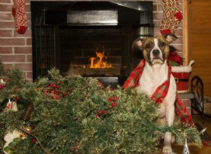 크리스마스 트리를 강아지로부터 안전하게 보호하기 위한 스트레스 없는 팁