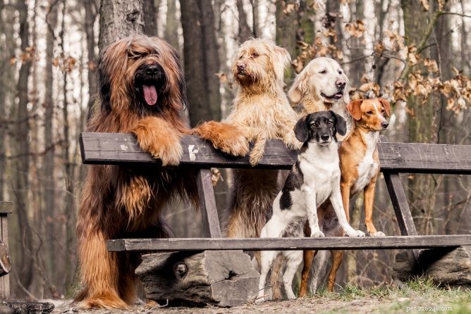 6 způsobů, jak pomoci svému psovi získat další psí přátele
