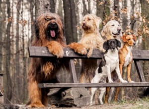 개가 다른 개 친구를 사귈 수 있도록 돕는 6가지 방법