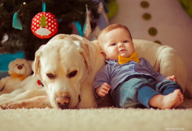 赤ちゃんが到着する前に犬を準備する6つの方法 