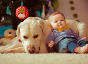 6 sätt att förbereda din hund innan bebisen kommer