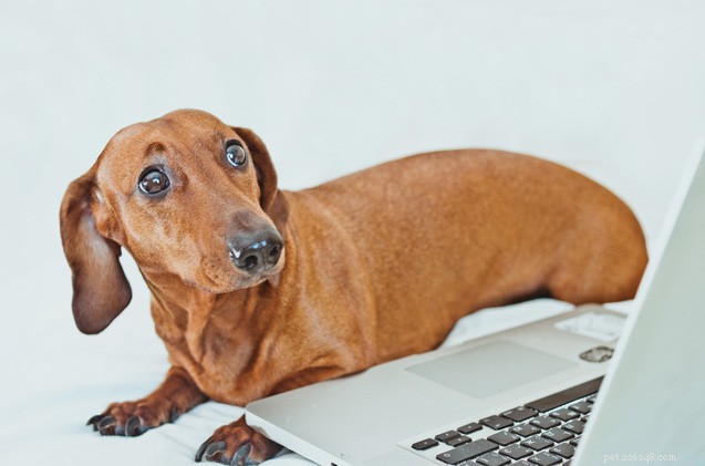 Ohrožují sociální média naše psy?