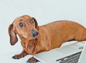 소셜 미디어가 강아지를 위험에 빠뜨리고 있습니까?