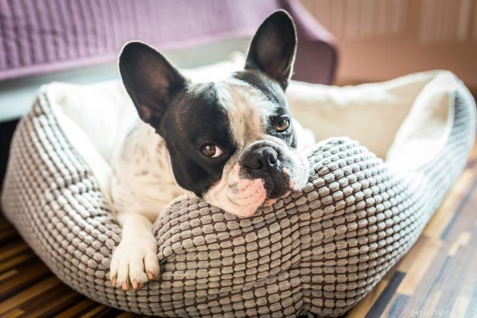 Proč psi kopou ve svých postelích?