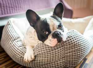 개가 침대에서 땅을 파는 이유는 무엇입니까?