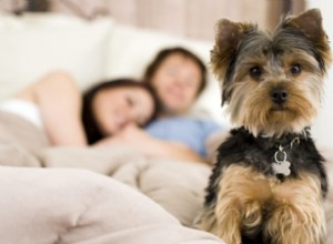 Is het oké om seks te hebben in het bijzijn van je hond?