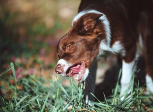 なぜ犬は草を食べるのですか？ 