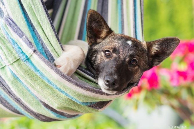 Top 10 saker att göra på din hunds sommarlista