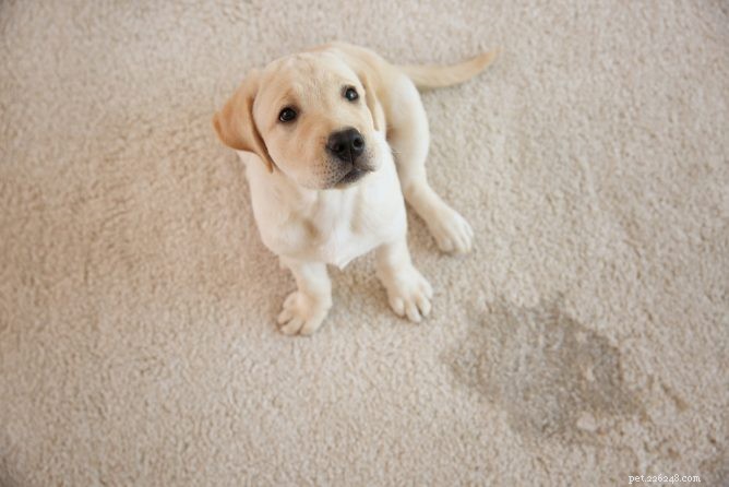Hoe krijg je hondenurine uit je tapijt