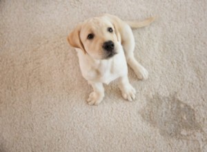 Hur får du bort hundurin från din matta
