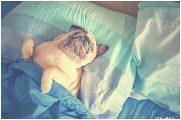 Heeft uw hond een slaapprobleem?
