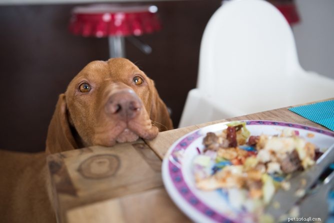 Как отучить собаку попрошайничать за столом 