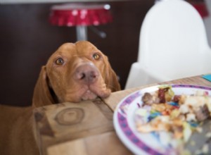 Come impedire al tuo cane di mendicare a tavola