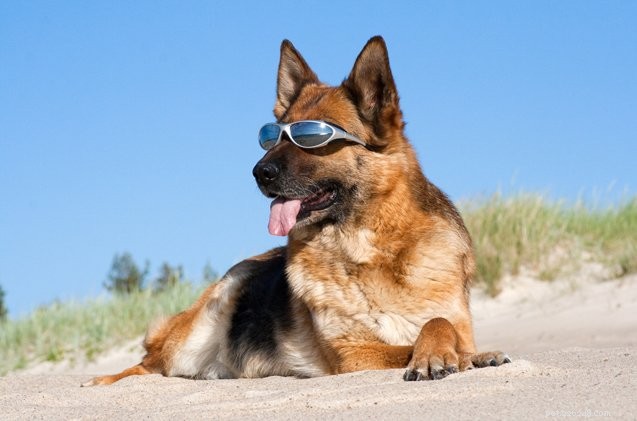 Suggerimenti utili sulla protezione solare per cani