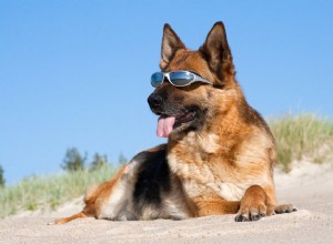 Žhavé tipy na ochranu psů před sluncem