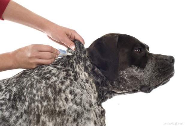 Como se livrar de pulgas em cães