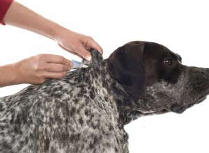 Como se livrar de pulgas em cães