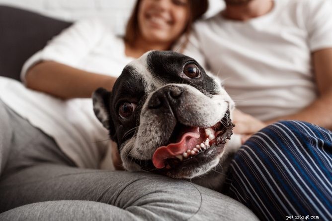 Jak svého nového psa představíte svému partnerovi?
