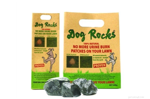 Cão balança rocha salvando seu gramado de queimaduras de xixi de estimação