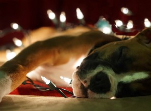 Varför du inte bör ge husdjur i present denna jul