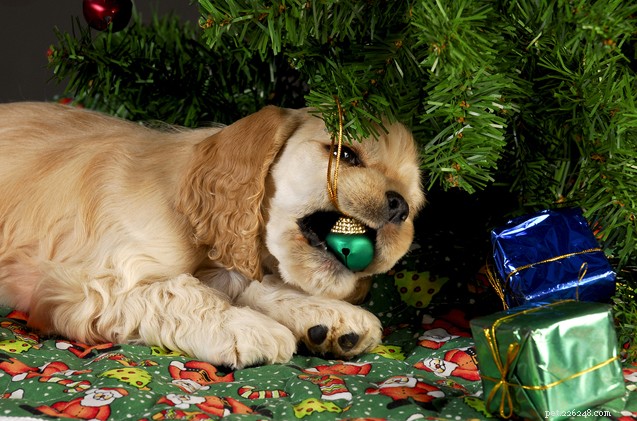 7 блестящих советов по безопасности для рождественской елки, защищенной от собак