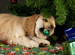 개 보호 크리스마스 트리를 위한 7가지 반짝이는 안전 수칙