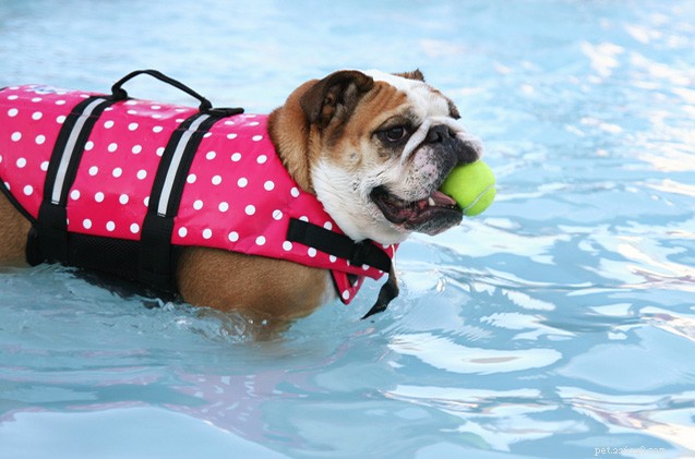 9 zábavných věcí, které můžete letos v létě dělat se svým psem