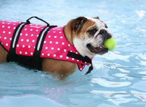 9 roliga saker att göra med din hund i sommar