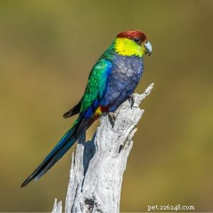 Papagaio-de-cabeça-vermelha